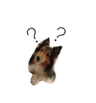 Shetland Sheepdog is pig（個別スタンプ：5）