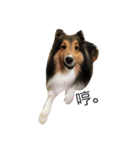 Shetland Sheepdog is pig（個別スタンプ：6）