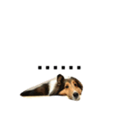 Shetland Sheepdog is pig（個別スタンプ：8）