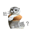 Baby cat lifestyle（個別スタンプ：1）