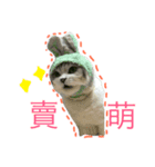 Baby cat lifestyle（個別スタンプ：2）