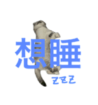 Baby cat lifestyle（個別スタンプ：3）