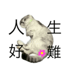 Baby cat lifestyle（個別スタンプ：4）