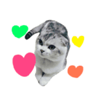 Baby cat lifestyle（個別スタンプ：5）