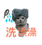Baby cat lifestyle（個別スタンプ：6）