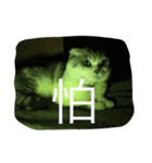 Baby cat lifestyle（個別スタンプ：7）