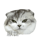 Baby cat lifestyle（個別スタンプ：8）