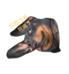 Dog eggs are happy time 1（個別スタンプ：1）