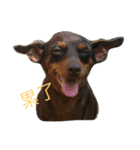 Dog eggs are happy time 1（個別スタンプ：2）