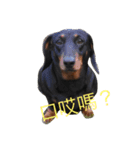 Dog eggs are happy time 1（個別スタンプ：5）