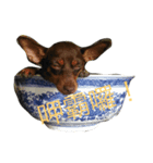 Dog eggs are happy time 1（個別スタンプ：6）
