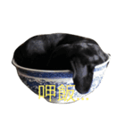 Dog eggs are happy time 1（個別スタンプ：7）