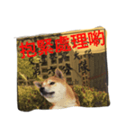 Dog eggs are happy time 1（個別スタンプ：8）