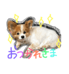 愛犬いおん 日常会話（個別スタンプ：1）