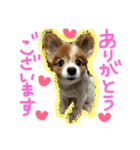 愛犬いおん 日常会話（個別スタンプ：2）