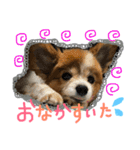 愛犬いおん 日常会話（個別スタンプ：5）