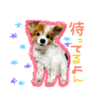 愛犬いおん 日常会話（個別スタンプ：7）