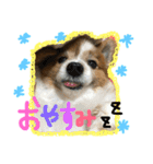 愛犬いおん 日常会話（個別スタンプ：15）