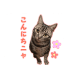 ねこのすたんぷ(ときどきネコ語)（個別スタンプ：1）