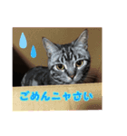 ねこのすたんぷ(ときどきネコ語)（個別スタンプ：5）