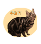 ねこのすたんぷ(ときどきネコ語)（個別スタンプ：9）