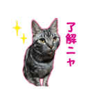 ねこのすたんぷ(ときどきネコ語)（個別スタンプ：10）