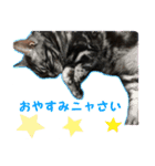 ねこのすたんぷ(ときどきネコ語)（個別スタンプ：13）