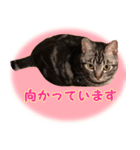 ねこのすたんぷ(ときどきネコ語)（個別スタンプ：15）