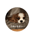 レオンとこむぎ②（個別スタンプ：4）