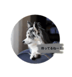 レオンとこむぎ②（個別スタンプ：5）