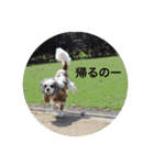 レオンとこむぎ②（個別スタンプ：8）