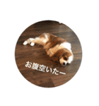 レオンとこむぎ②（個別スタンプ：11）