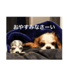 レオンとこむぎ②（個別スタンプ：15）