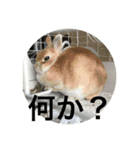 まろんパート2（個別スタンプ：1）