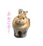 まろんパート2（個別スタンプ：3）