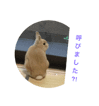 まろんパート2（個別スタンプ：8）
