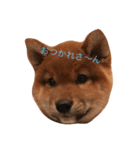わんぱくコロたん（個別スタンプ：1）