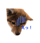 わんぱくコロたん（個別スタンプ：4）