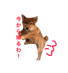 わんぱくコロたん（個別スタンプ：12）
