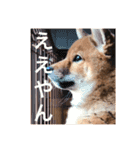 わんぱくコロたん（個別スタンプ：16）