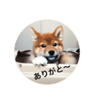 わんぱくコロたん（個別スタンプ：17）