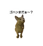 ネコスタンプ@（個別スタンプ：2）