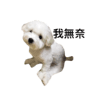 Q baby say hi（個別スタンプ：1）