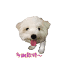 Q baby say hi（個別スタンプ：8）