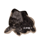 Poodle BUNNY everyday！（個別スタンプ：1）