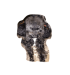 Poodle BUNNY everyday！（個別スタンプ：6）