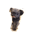Poodle BUNNY everyday！（個別スタンプ：7）