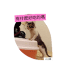 TuTu  Boy（個別スタンプ：7）