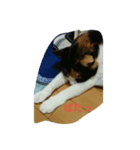 ニャンが好き（個別スタンプ：2）