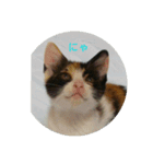 ニャンが好き（個別スタンプ：4）